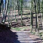 image: Image from the photoset &lsquo;wood (xxxvii)&rsquo;.