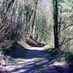 image: Image from the photoset &lsquo;wood (xxxvii)&rsquo;.