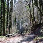 image: Image from the photoset &lsquo;wood (xxxvii)&rsquo;.