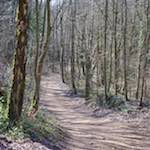 image: Image from the photoset &lsquo;wood (xxxvii)&rsquo;.