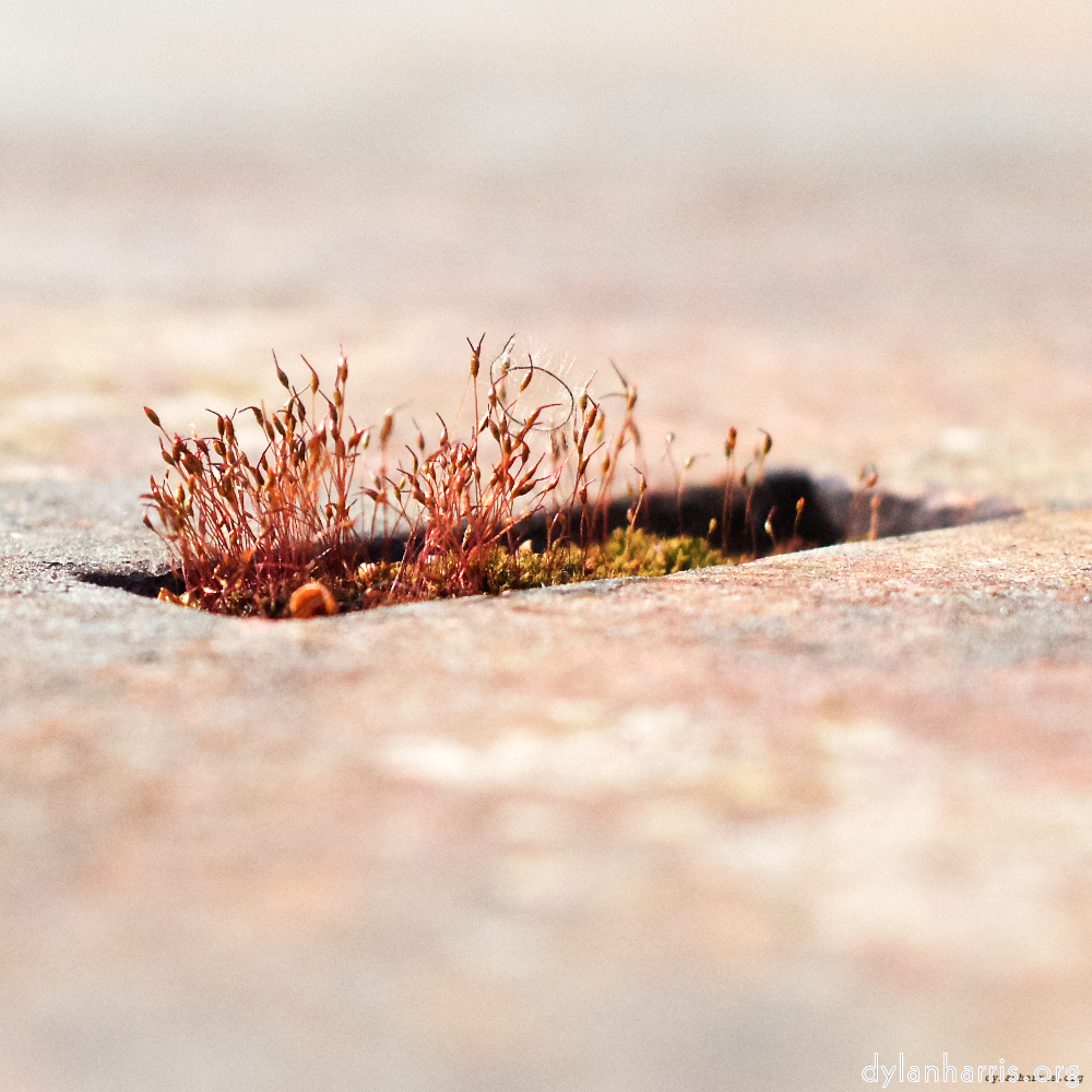 Image: Image 'fond&ndash;de&ndash;gras (i) 5'.