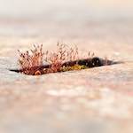 Image: Fifth image from the photoset 'fond&ndash;de&ndash;gras (i)'.