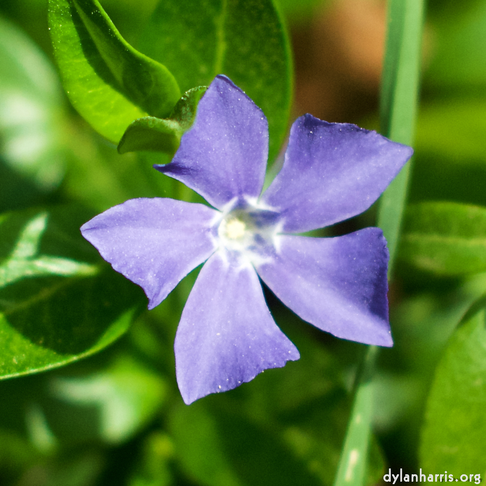 image: This is &lsquo;flower (xiv) 1&rsquo;.