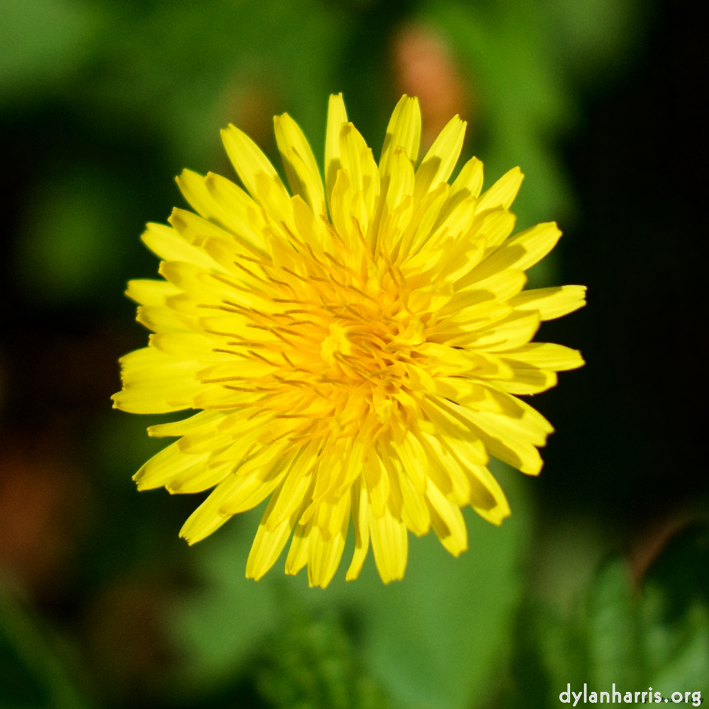 image: This is &lsquo;flower (xiv) 2&rsquo;.