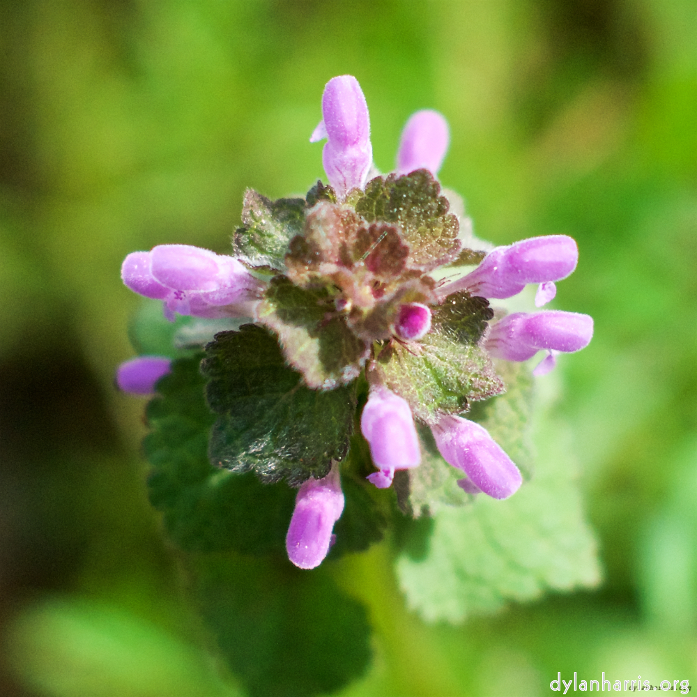 image: This is &lsquo;flower (xiv) 3&rsquo;.