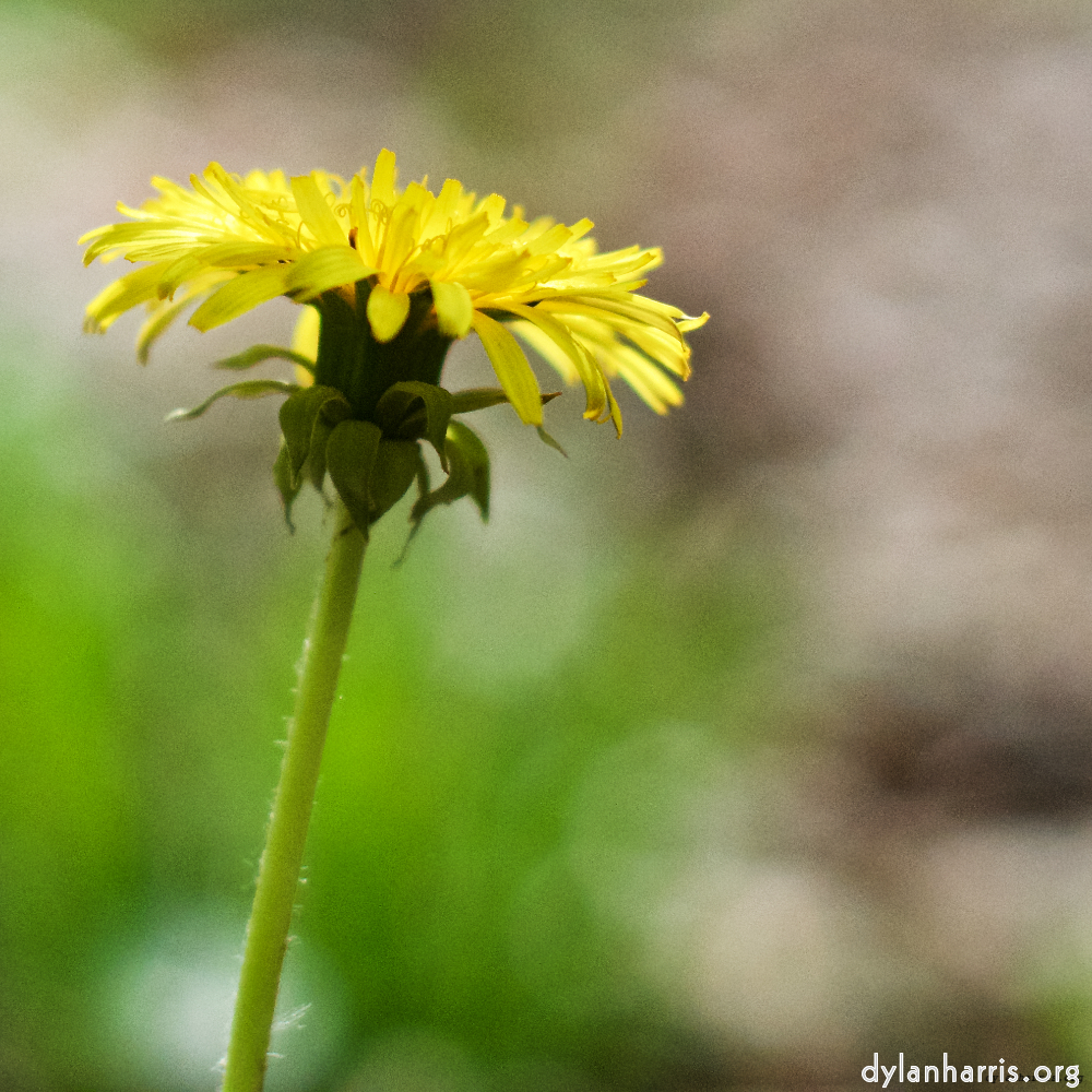 Image: Image 'flower (xiv) 4'.