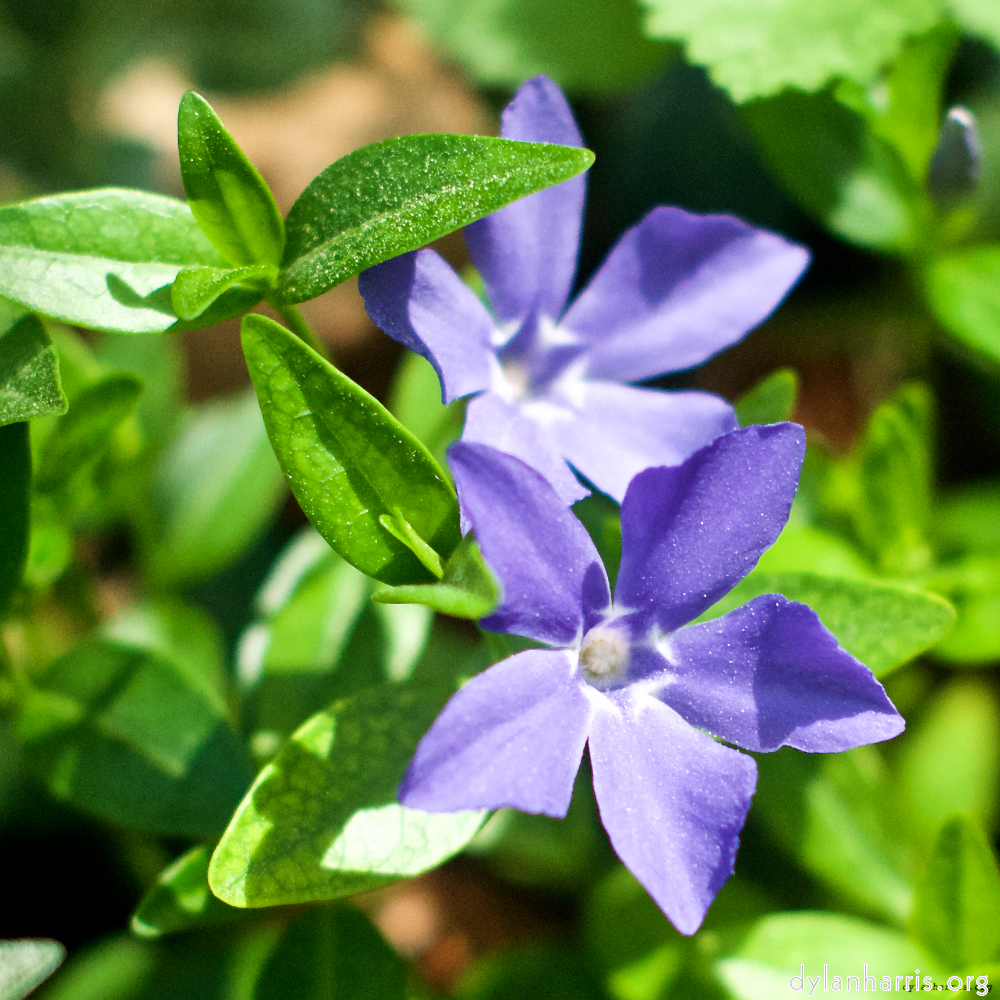 Image: Image 'flower (xiv) 5'.