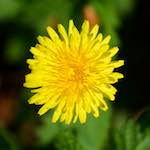 Image: Second image from the photoset 'flower (xiv)'.