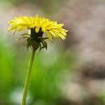 Image: Fourth image from the photoset 'flower (xiv)'.