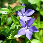 Image: Fifth image from the photoset 'flower (xiv)'.