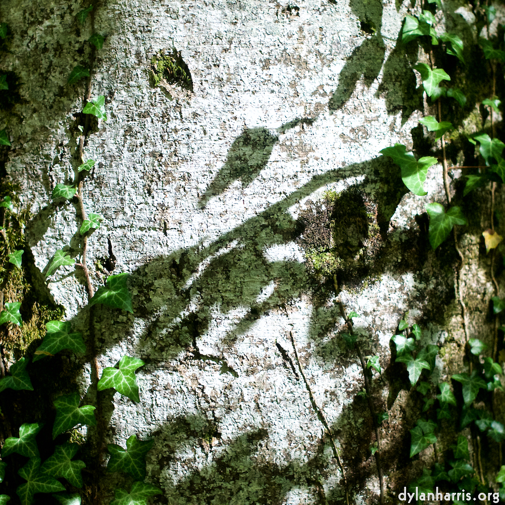 Image: Image 'wood (xxx) 3'.