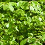 Image: First image from the photoset 'wood (xxx)'.