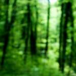 Image: Second image from the photoset 'wood (xxx)'.