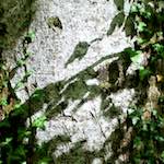 Image: Third image from the photoset 'wood (xxx)'.