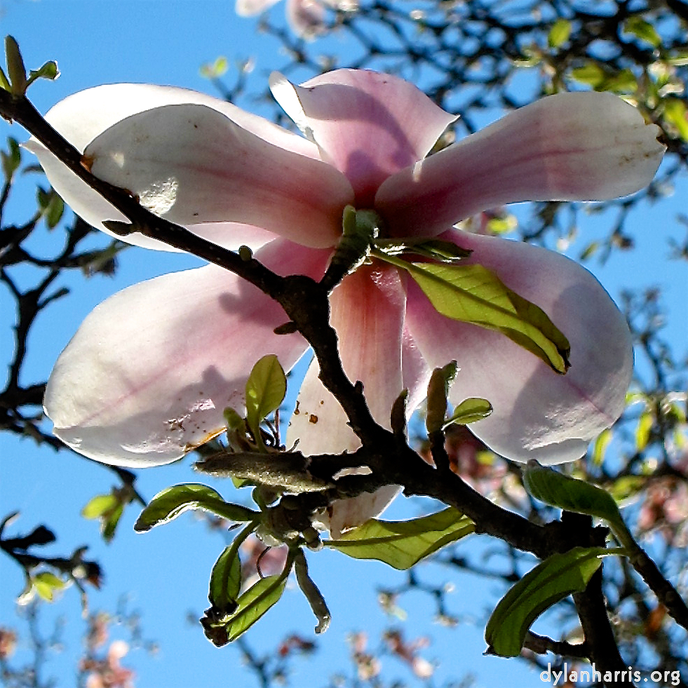 image: Voici &lsquo;fleurs d&rsquo;esch (cxxv) 1&rsquo;.