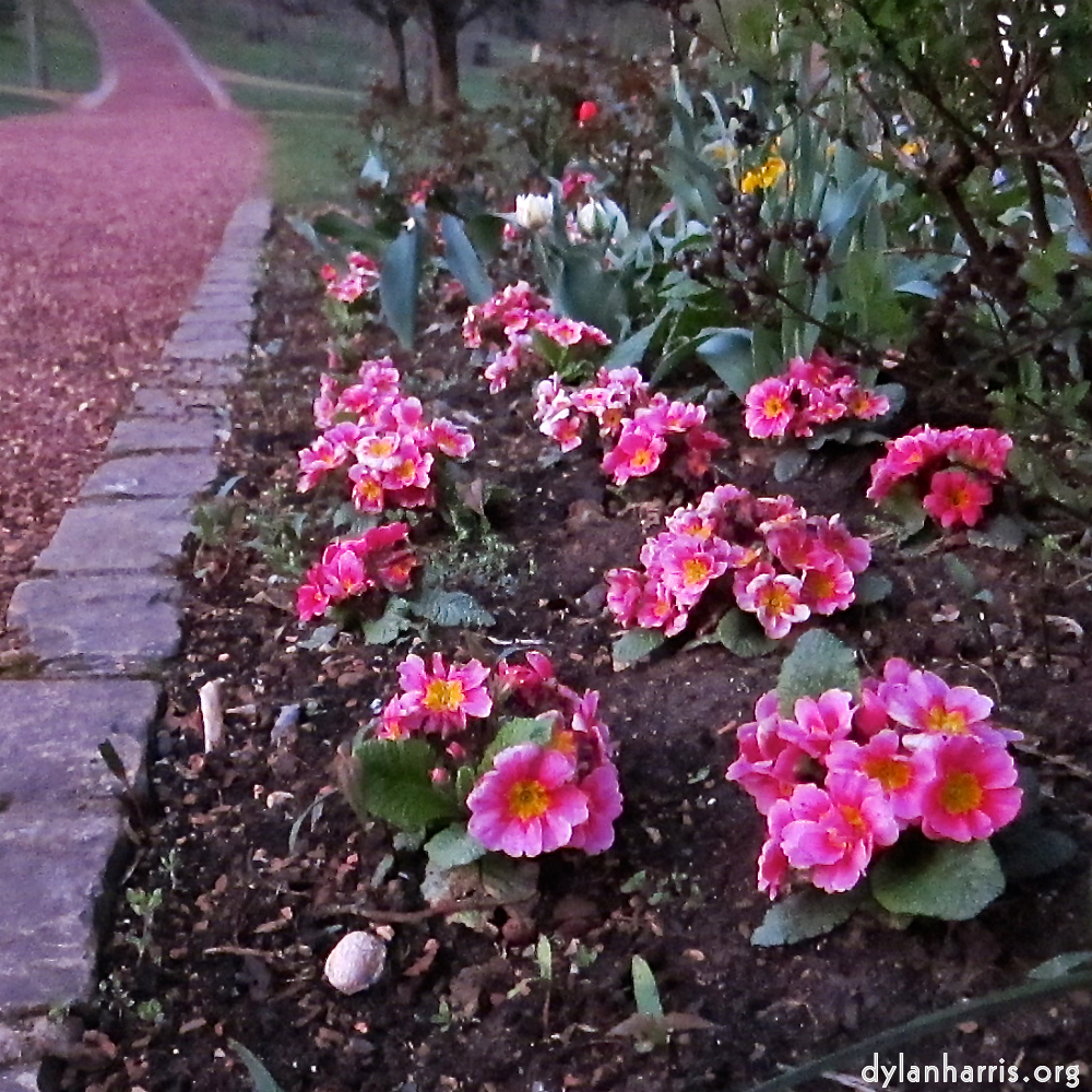 image: Voici &lsquo;fleurs d&rsquo;esch (cxxv) 2&rsquo;.