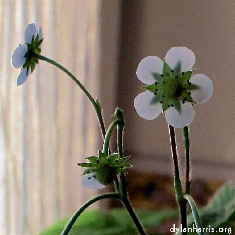 image: Voici &lsquo;fleurs d&rsquo;esch (cxxv) 3&rsquo;.