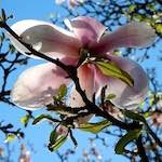 image: Image du photoset &lsquo;fleurs d&rsquo;esch (cxxv)&rsquo;.