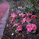 image: Image du photoset &lsquo;fleurs d&rsquo;esch (cxxv)&rsquo;.