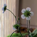 image: Image du photoset &lsquo;fleurs d&rsquo;esch (cxxv)&rsquo;.