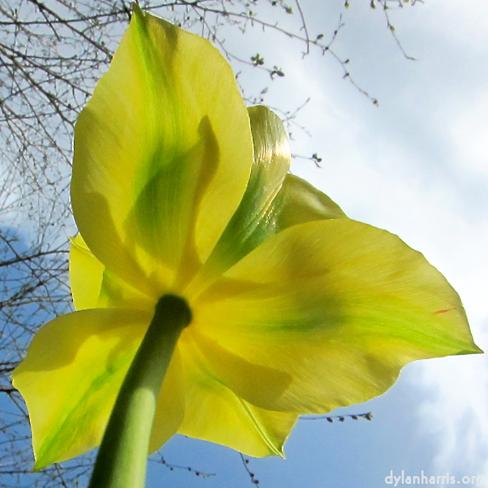 image: This is &lsquo;escher blummen (cxxvi) 1&rsquo;.