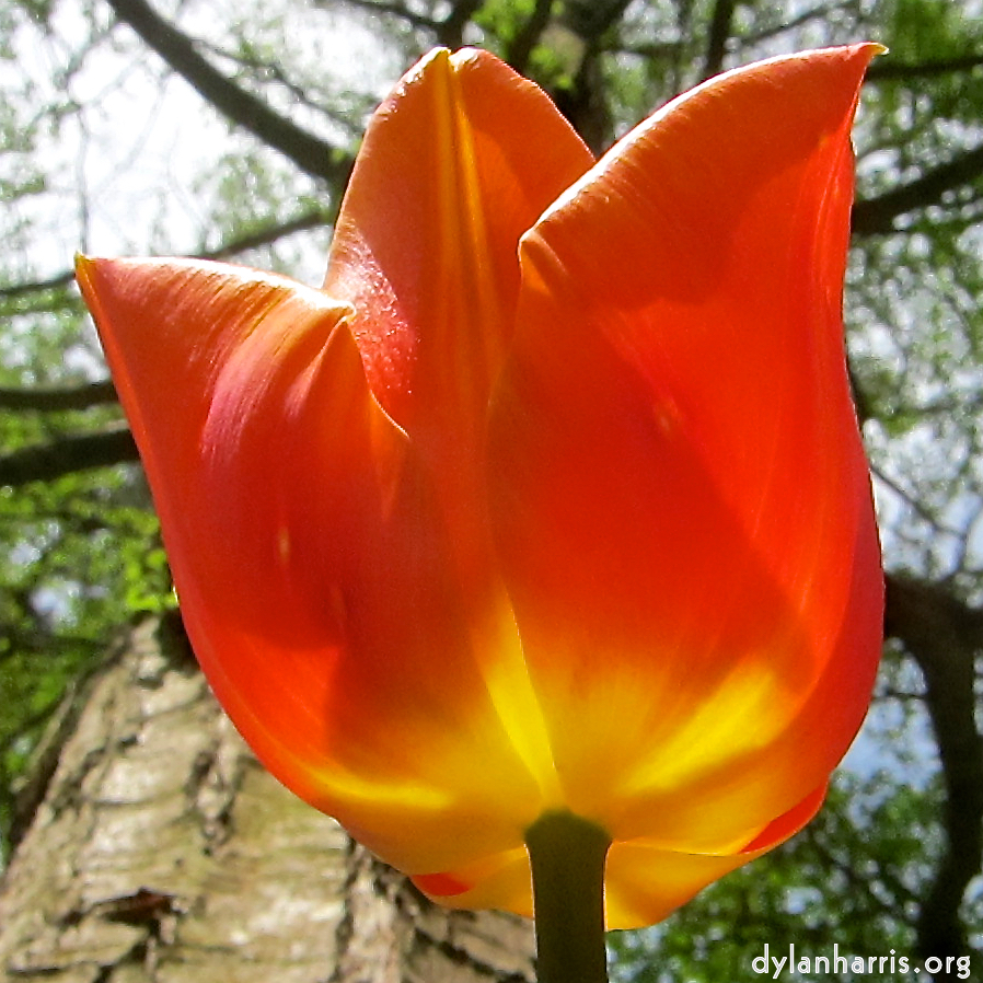 image: This is &lsquo;escher blummen (cxxvi) 2&rsquo;.