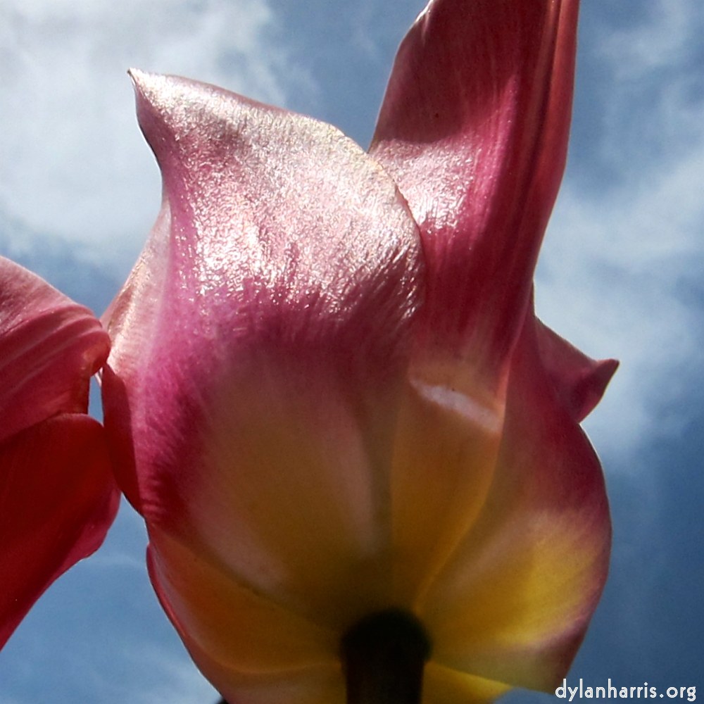 image: This is &lsquo;escher blummen (cxxvi) 4&rsquo;.