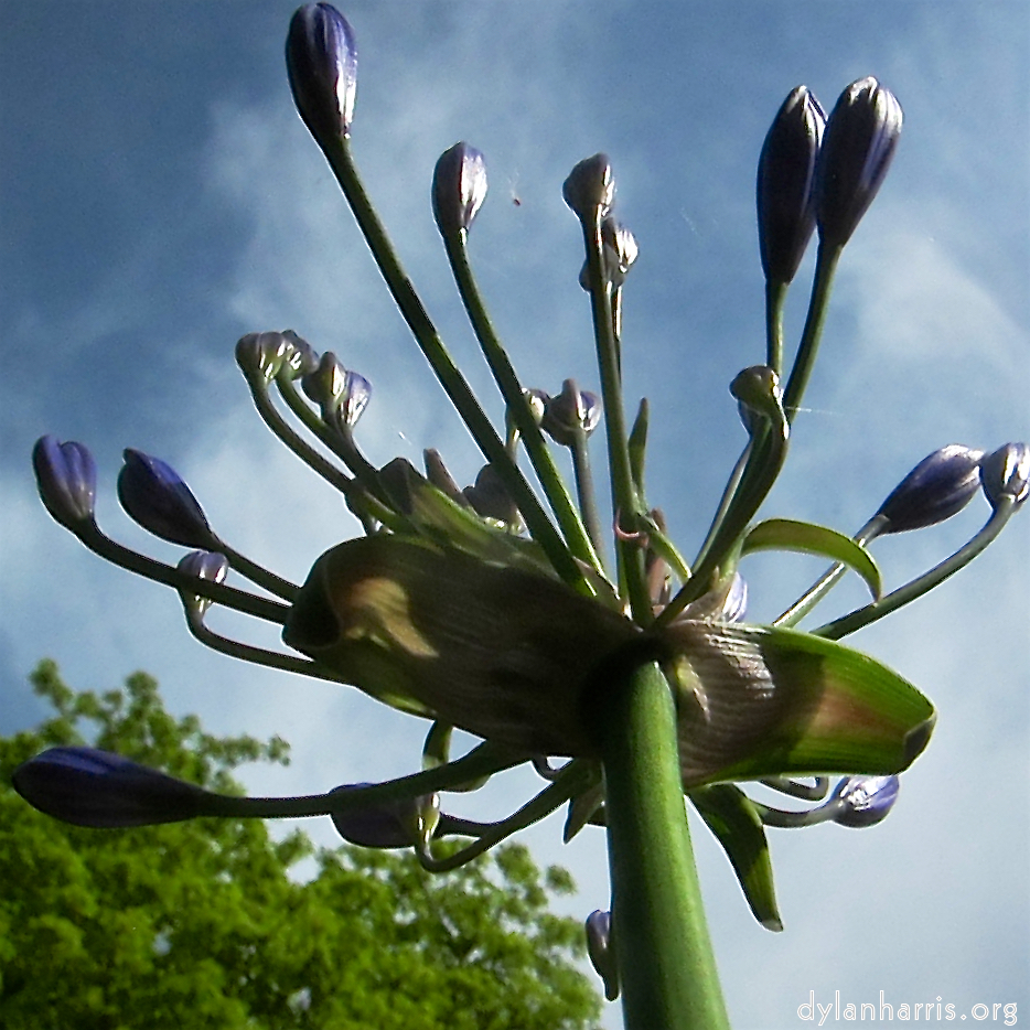 image: This is &lsquo;escher blummen (cxxvi) 5&rsquo;.