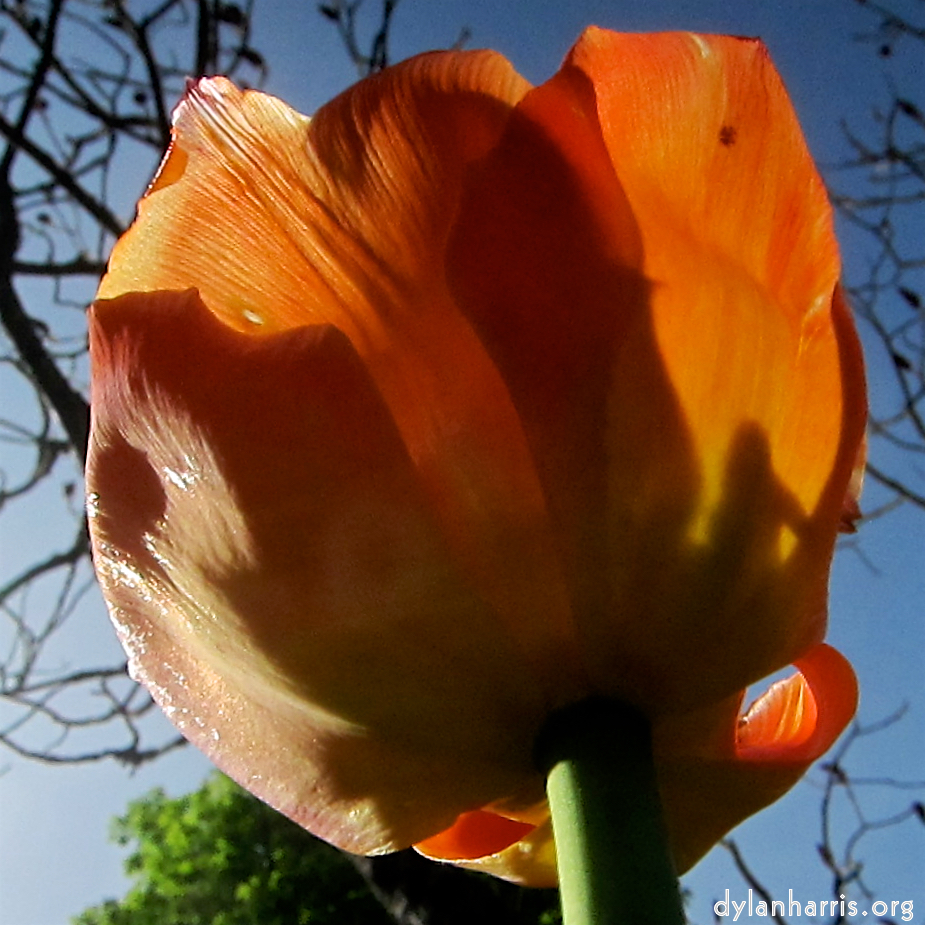 image: This is &lsquo;escher blummen (cxxvi) 6&rsquo;.