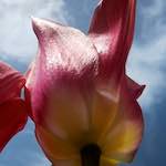 image: Image from the photoset &lsquo;escher blummen (cxxvi)&rsquo;.