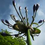 image: Image from the photoset &lsquo;escher blummen (cxxvi)&rsquo;.