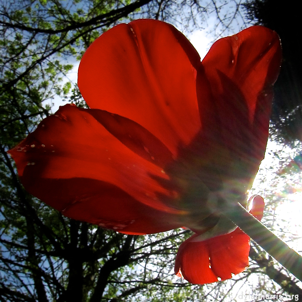 image: Voici &lsquo;fleurs d&rsquo;esch (cxxvii) 1&rsquo;.