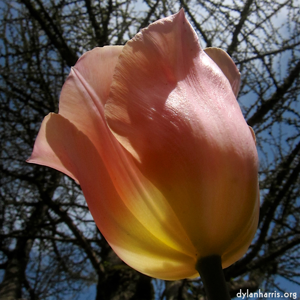 image: Voici &lsquo;fleurs d&rsquo;esch (cxxvii) 3&rsquo;.