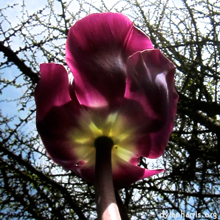 image: Voici &lsquo;fleurs d&rsquo;esch (cxxvii) 4&rsquo;.