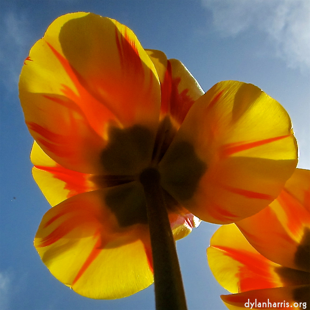 image: Voici &lsquo;fleurs d&rsquo;esch (cxxvii) 5&rsquo;.