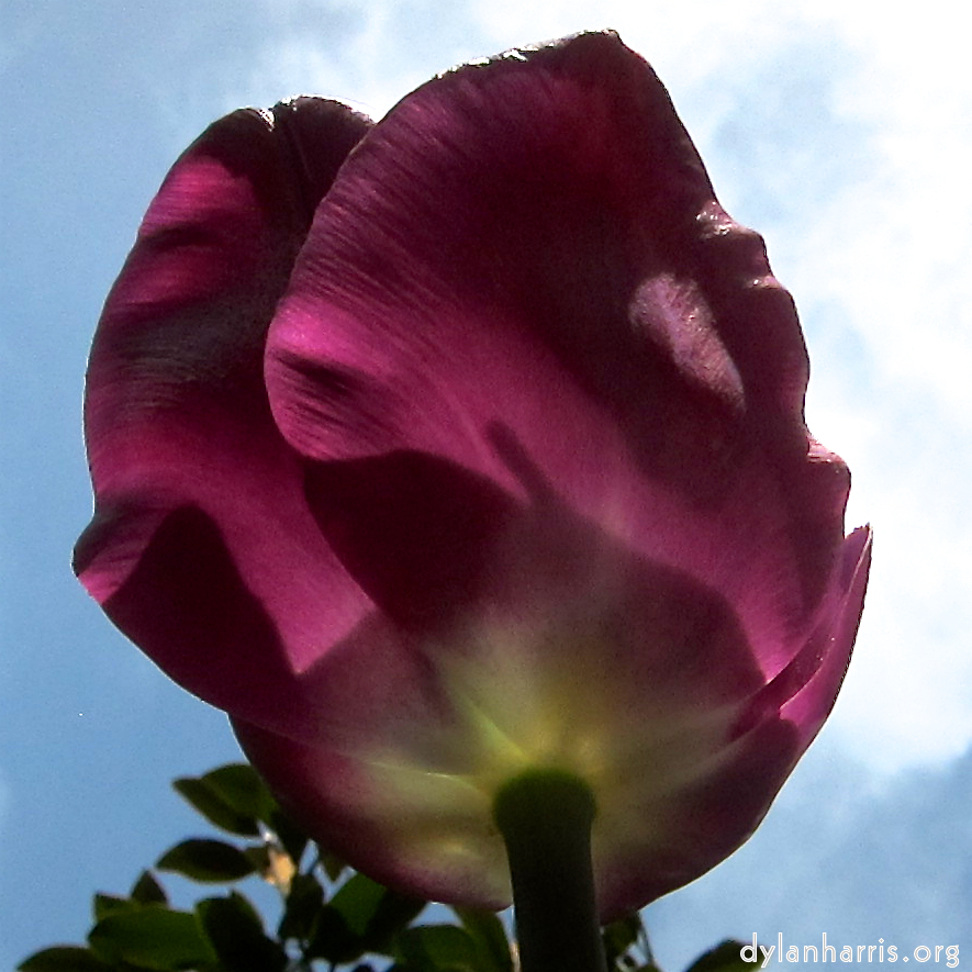 image: Voici &lsquo;fleurs d&rsquo;esch (cxxvii) 6&rsquo;.