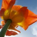 image: Image du photoset &lsquo;fleurs d&rsquo;esch (cxxvii)&rsquo;.