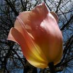 image: Image du photoset &lsquo;fleurs d&rsquo;esch (cxxvii)&rsquo;.