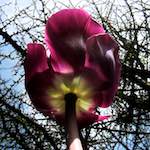 image: Image du photoset &lsquo;fleurs d&rsquo;esch (cxxvii)&rsquo;.