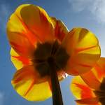 image: Image du photoset &lsquo;fleurs d&rsquo;esch (cxxvii)&rsquo;.