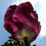 image: Image du photoset &lsquo;fleurs d&rsquo;esch (cxxvii)&rsquo;.