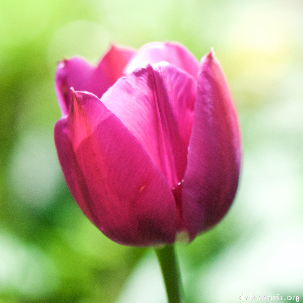 image: Voici &lsquo;fleurs d&rsquo;esch (cxxviii) 1&rsquo;.