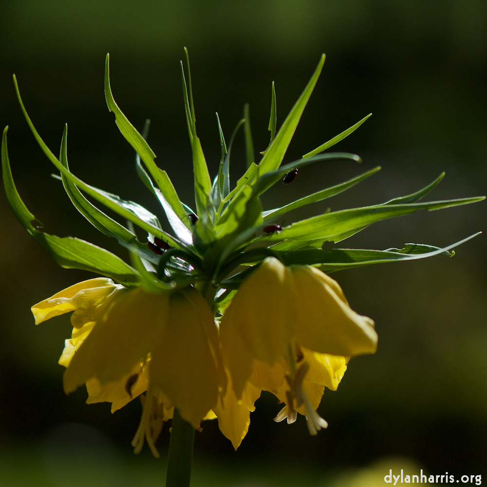 image: Voici &lsquo;fleurs d&rsquo;esch (cxxviii) 2&rsquo;.