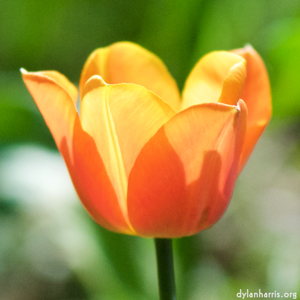 image: Voici &lsquo;fleurs d&rsquo;esch (cxxviii) 3&rsquo;.