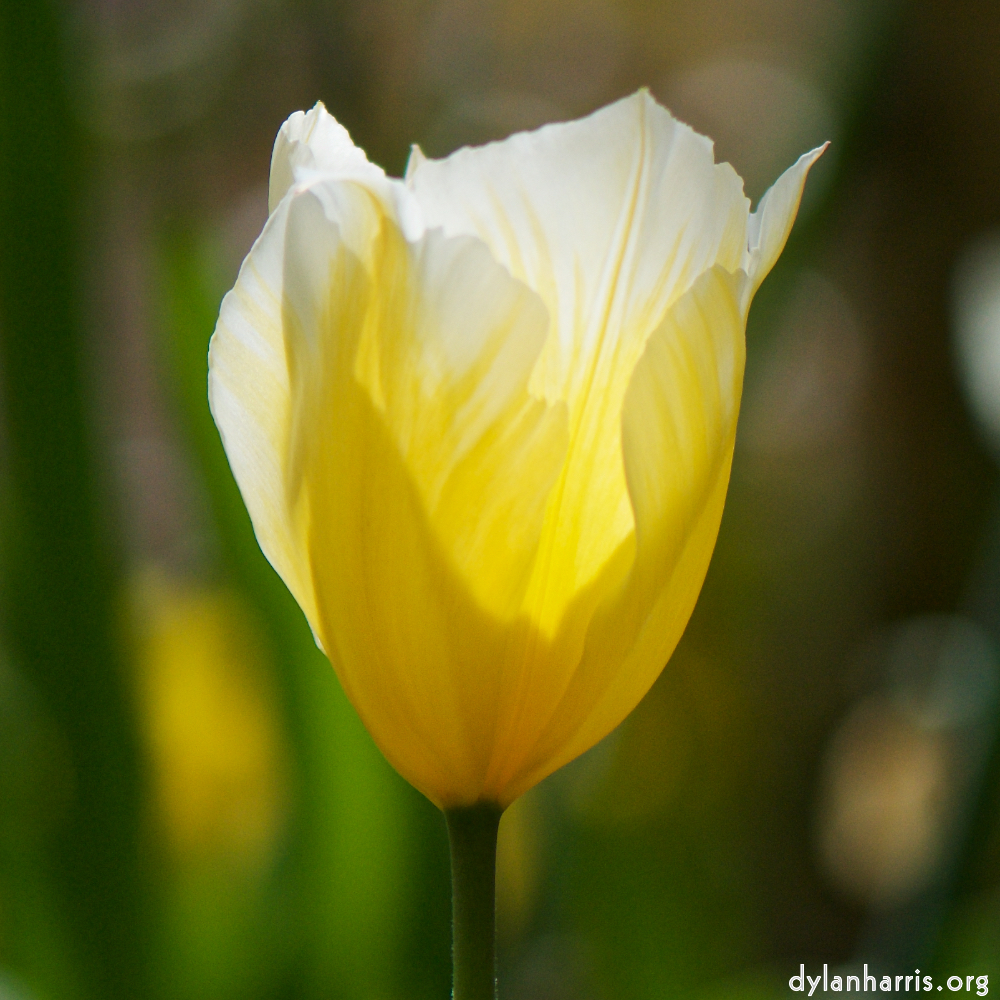 image: Voici &lsquo;fleurs d&rsquo;esch (cxxviii) 4&rsquo;.