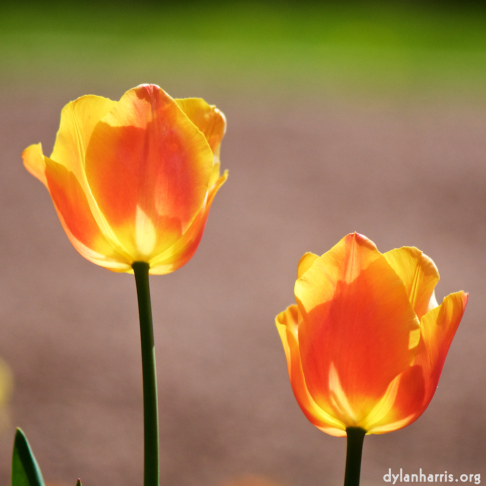 image: Voici &lsquo;fleurs d&rsquo;esch (cxxviii) 5&rsquo;.