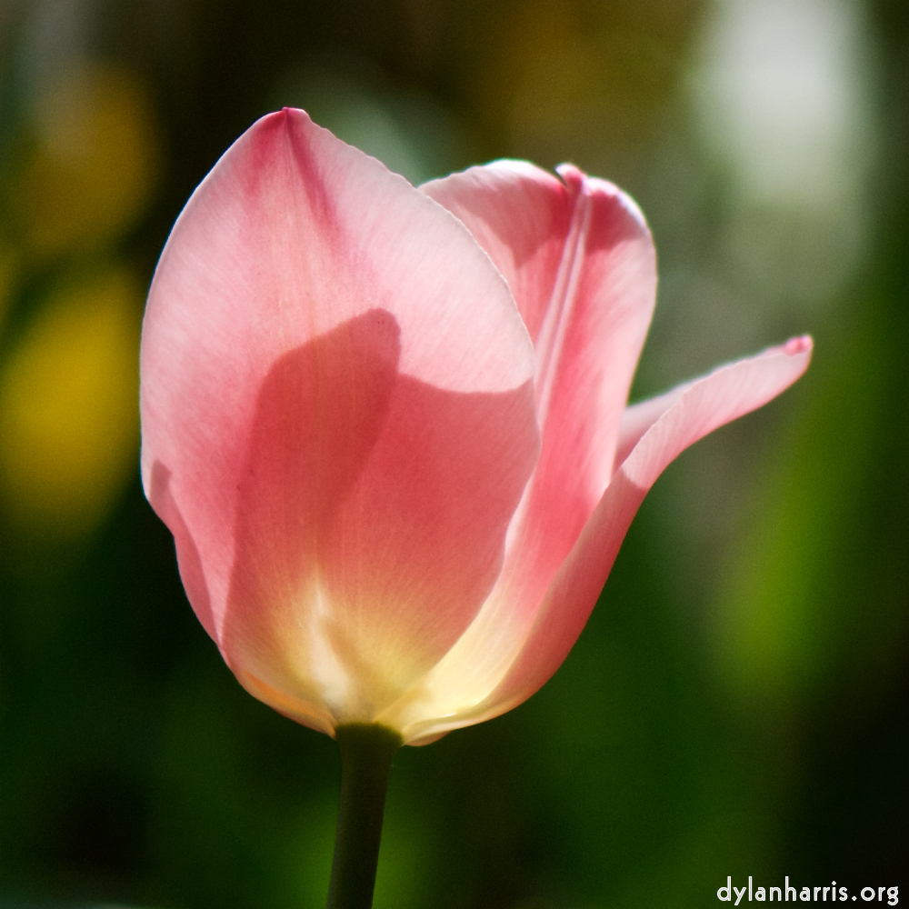 image: Voici &lsquo;fleurs d&rsquo;esch (cxxviii) 6&rsquo;.