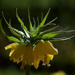 image: Image du photoset &lsquo;fleurs d&rsquo;esch (cxxviii)&rsquo;.