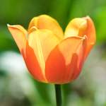 image: Image du photoset &lsquo;fleurs d&rsquo;esch (cxxviii)&rsquo;.