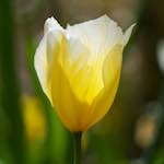 image: Image du photoset &lsquo;fleurs d&rsquo;esch (cxxviii)&rsquo;.